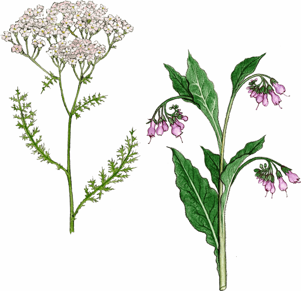 beinwell-und-schafgarbe-neu Beinwell und Schafgarbe als Zeichnung.