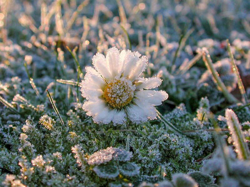 Gänseblümchen auf einer frostigen Wiese.